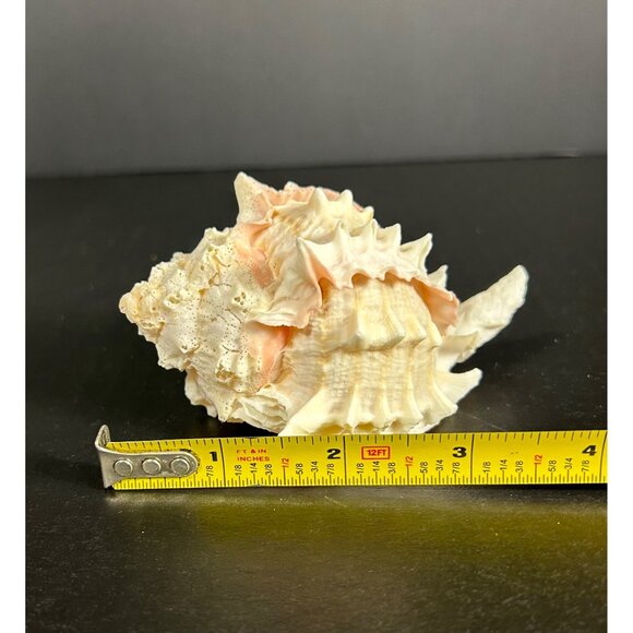 Conch Sea Shell Spiked Murex Seashell Nautical Beach Home Decor White Pink - Picture 5 of 6
